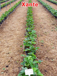Xante.jpg