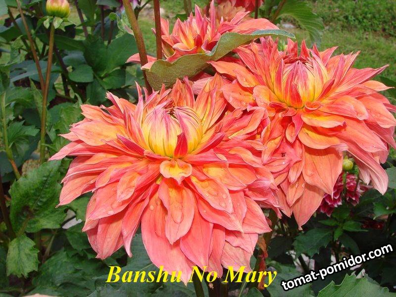 Banshu No Mary.jpg