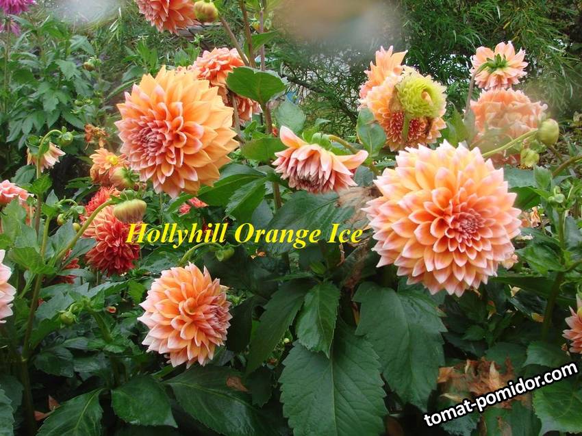 Hollyhill Orange Ice (2).JPG