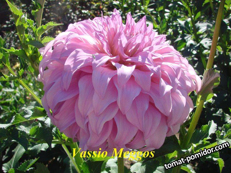 Vassio Meggos (12).jpg