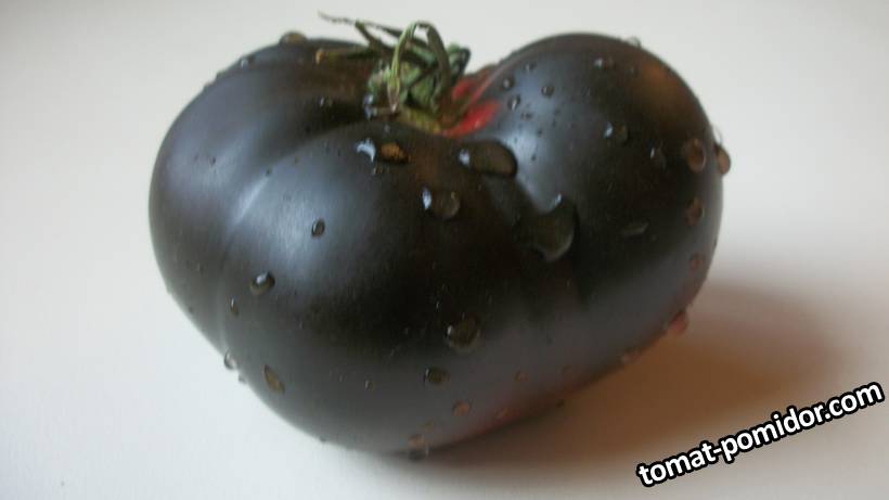 Black Beauty 1.jpg