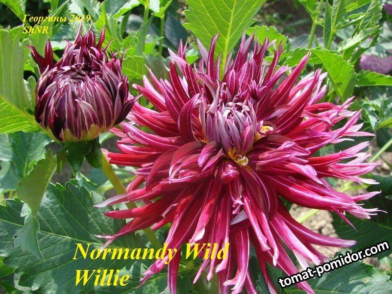 Normandy Wild Willie.JPG