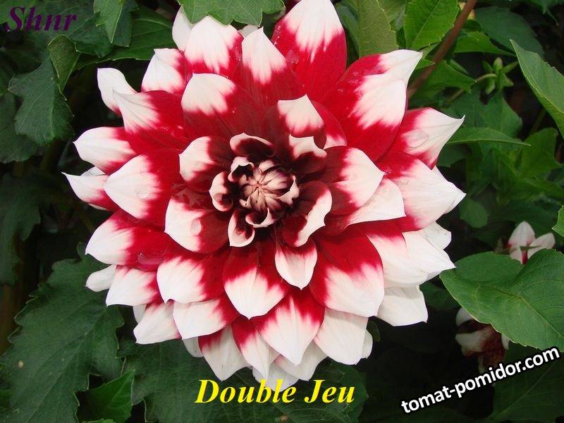 Double Jeu  (2).JPG
