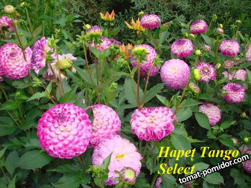 Hapet Tango Select.JPG