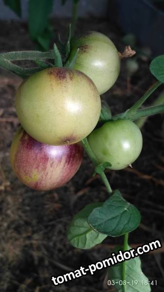 Great White Purple