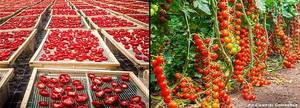 original_Pachino-Tomato-Cultivation.thumb.jpg.3536aeaa58399a635c3e37cd979f0c98.jpg