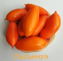 Пальмира.jpg