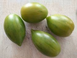 вот такой зеленый томат вырос самосевом в винограде2.jpg