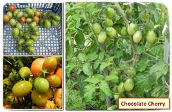 Chocolate Cherry.jpg