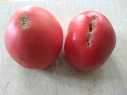 помидоры Канары.jpg