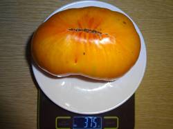 Большой оранжевый полосатый вес 25.08.19у.jpg
