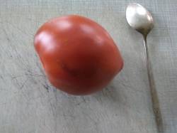 помидоры пересорт Амишей золотой срез.jpg