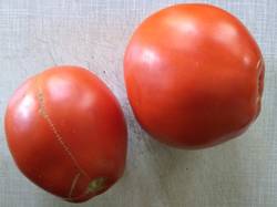помидоры От моей мамочки- от дочери Федора2.jpg