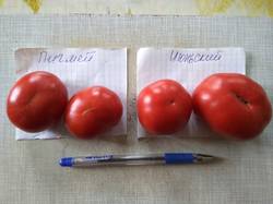 помидоры Мюньский и Пигмей на семена.jpg