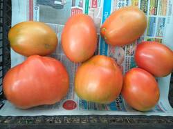 помидоры От моей мамочки- от дочери Федора1.jpg