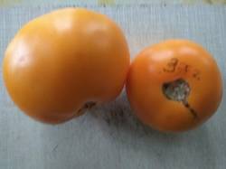 помидоры Мои желтые крупные сладкие от Гали64_2.jpg