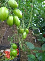 вот такой зеленый томат вырос самосевом в винограде.jpg