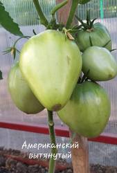 Американское вытянутое сердце июль.jpg
