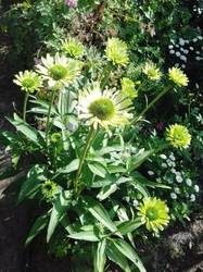 ECHINACEA GREEN JEWEL.jpg