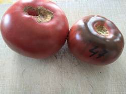помидоры Варшава очень похожи с Радонили.jpg
