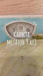 капуста Мегатон 9 кг,сняла последний качан 18 ноября.jpg