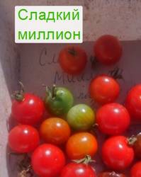 Сладкий миллион IMG_20180917_114608_HDR.jpg