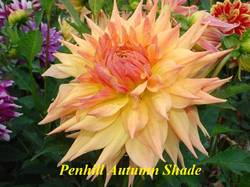 Penhill Autumn Shade (1).jpg