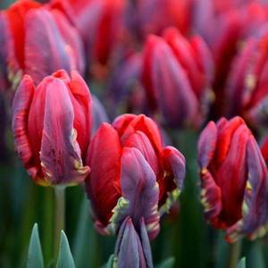 tulip-bulbs-1555589240.thumb.jpg.d47b876f016f2c1f0e4786d077926fe8.jpg