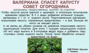 valeriana-spaset-kapustu.jpg