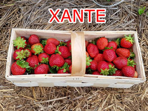 xante-owoce-2.jpg