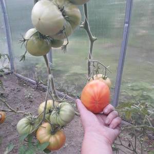 2070683589_.thumb.jpg.e08da8b8c156c874aece240afa095c55.jpg