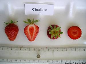 FRA207-Ciref-Cigaline-Fruit.thumb.jpg.cd89d5e1224639c1198ce0c51903bcd0.jpg