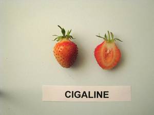 POL029-Cigaline-Fruit.thumb.jpg.00503a7d0efe0b489d26751b3ac801c4.jpg