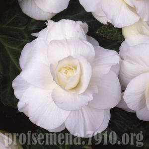 begoniya_AmeriHybrid_Roseform_White.thumb.jpg.9106cd0dbbd0d6abf897bbbeae65491d.jpg