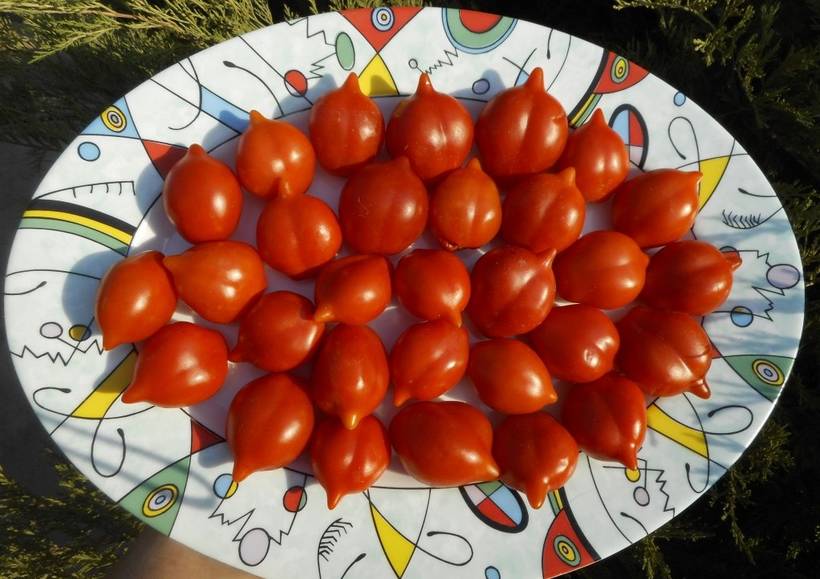Везувий (Mt. Vesuvius, Гора Везувий) - В — сорта томатов - tomat-pomidor.com  - отзывы на форуме | каталог
