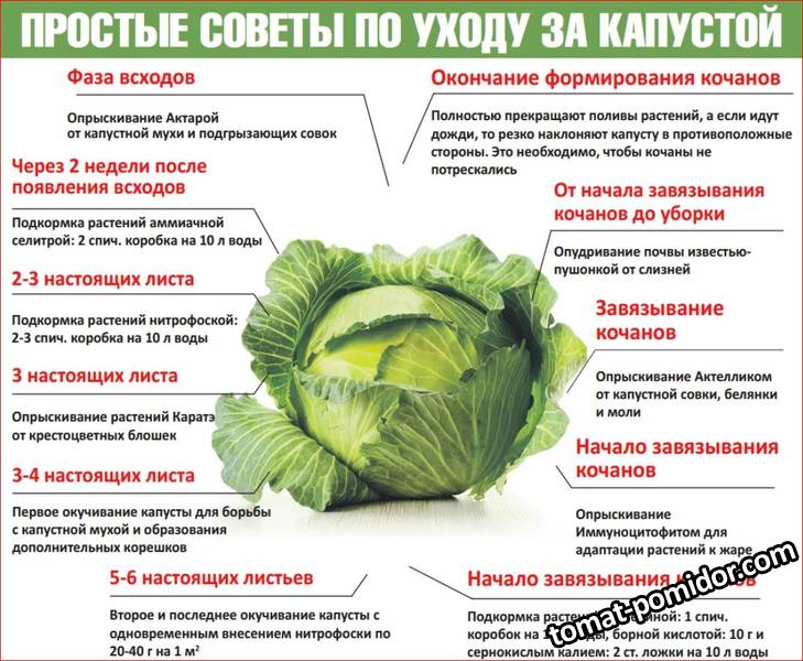 капуста.JPG
