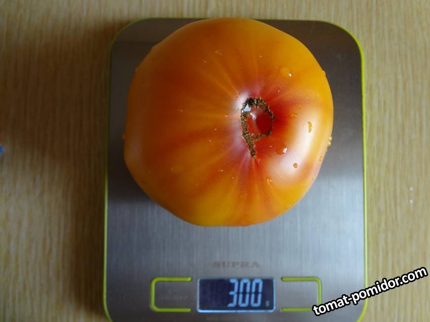 Мамонт немецкий золотой (R) вес 07.09.19.jpgу.jpg