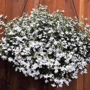 lobelia_regatta_white_2.jpg.2c58fcfd0a5ea661b305d00dca326c77.jpg