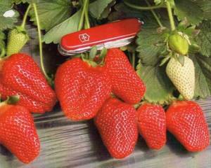 rania-strawberry-1508922.thumb.jpg.48b17d1fbbd27db7ba0096e05066be75.jpg