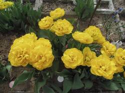 Желтые махровые тюльпаны