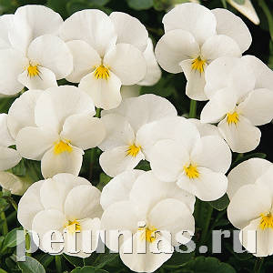 viola-penny_white.jpg.4189210a37783a3c0eb66565eb678f16.jpg