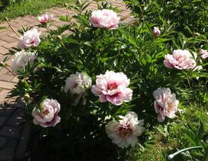 00e517423d5e96b44a06773dfab1a0bbdaf424a3.thumb.jpg.0d9bf626f35b76800a0e7cd3ee6b5be4.jpg