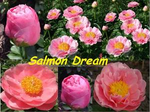 01yGn4n3JJM.thumb.jpg.6fc52bd394b88217ced63c89173514b0.jpg