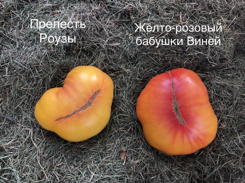 Rose Beauty (Прелесть Роузы) - R — сорта томатов - tomat-pomidor.com -отзывы на форуме