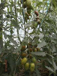 томаты на пмж 25-07-19.JPG
