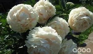 пион соланж.jpg