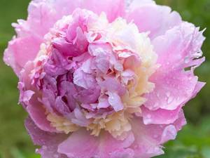 ангел чикс.jpg