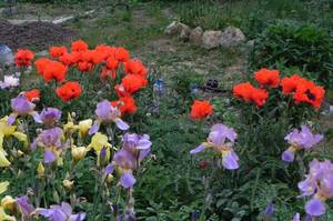 Ирисы 06-06-2014 DSCN9202.JPG