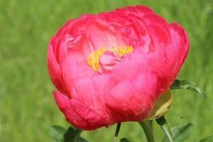 IMG_8234 (2).JPGм.JPG