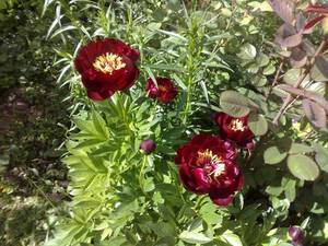 050620111213 (Копировать).jpg